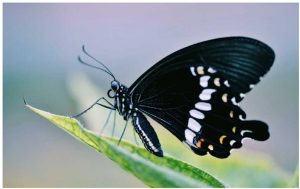 抖音剪映怎么为短视频添加滤镜效果?